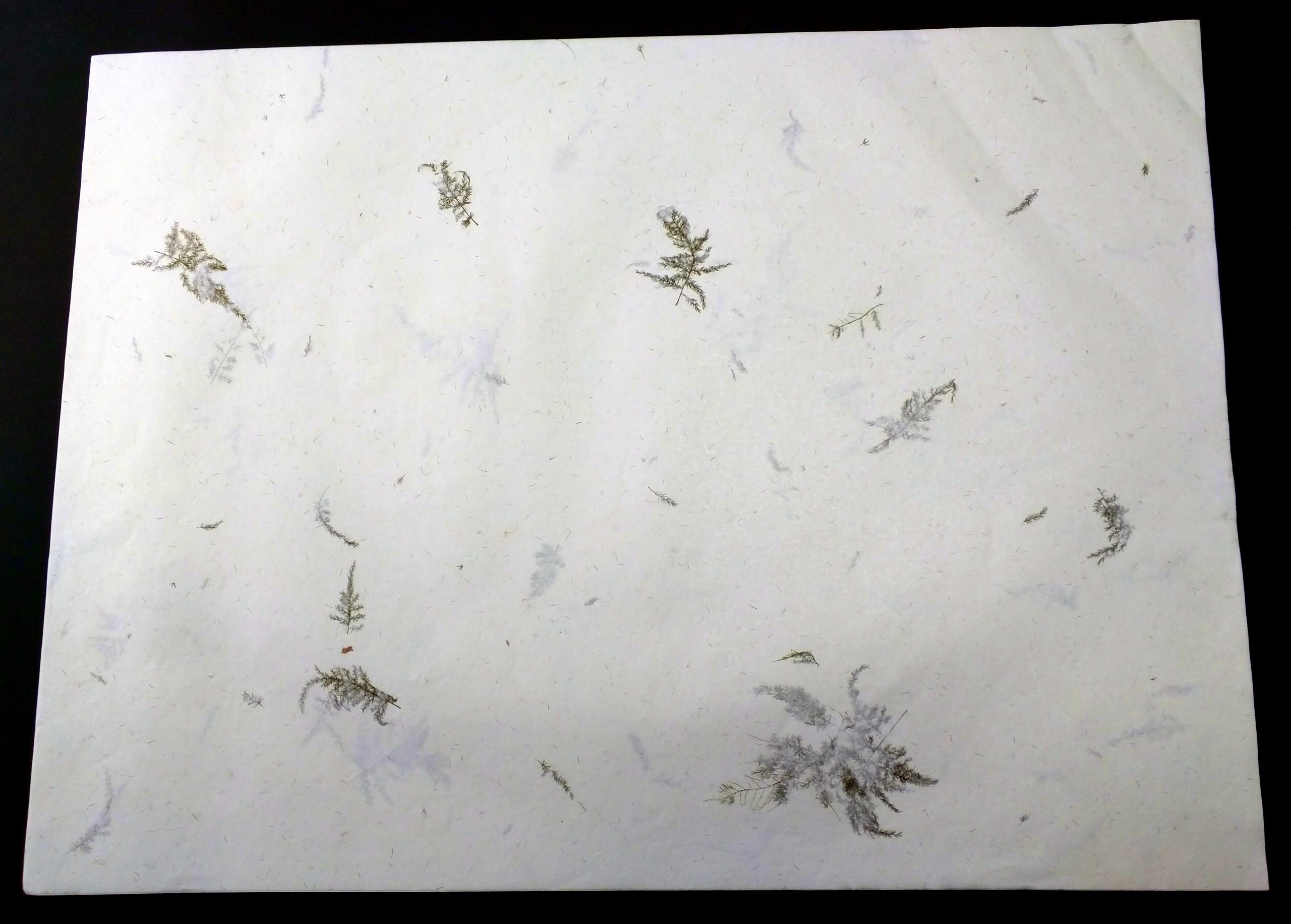 PAPEL ARTESANAL ALGODÓN HOJAS Y FLORES - BLANCO HOJAS HELECHO (Nº 2) 56 X 76 - Imagen 2